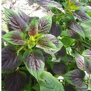 Fresh Spinach Seedlings – Fast-Growing Healthy Leafy Greens
