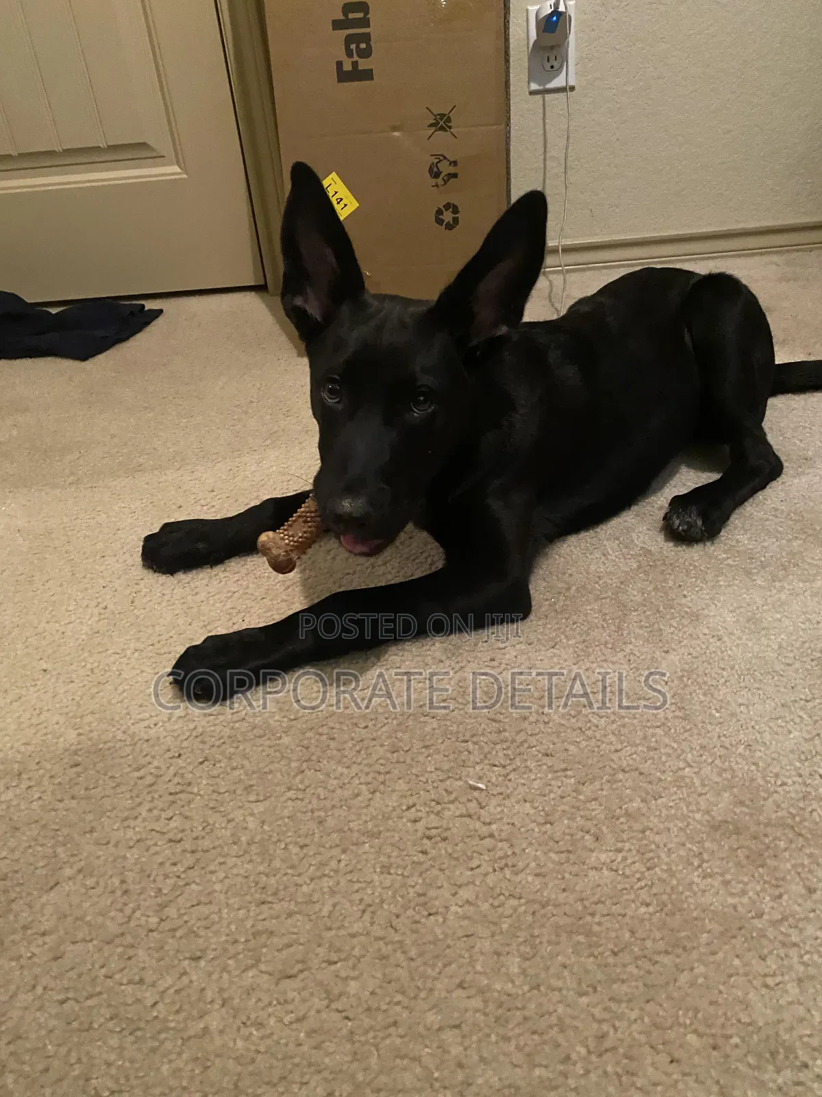 6-12 months Male Purebred German Shepherd