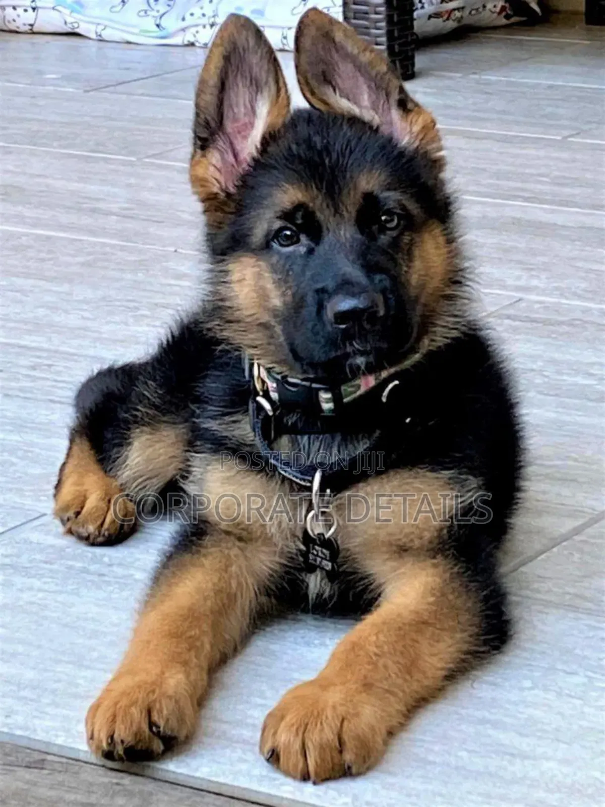 1-3 months Male Purebred German Shepherd