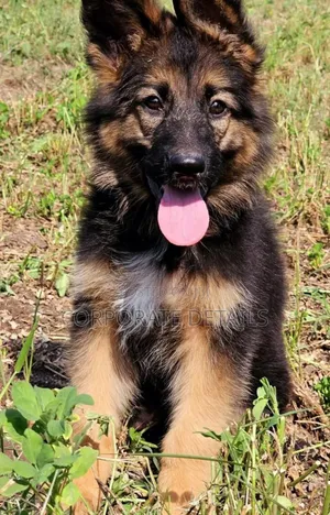1-3 months Male Purebred German Shepherd