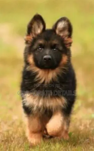 1-3 months Male Purebred German Shepherd