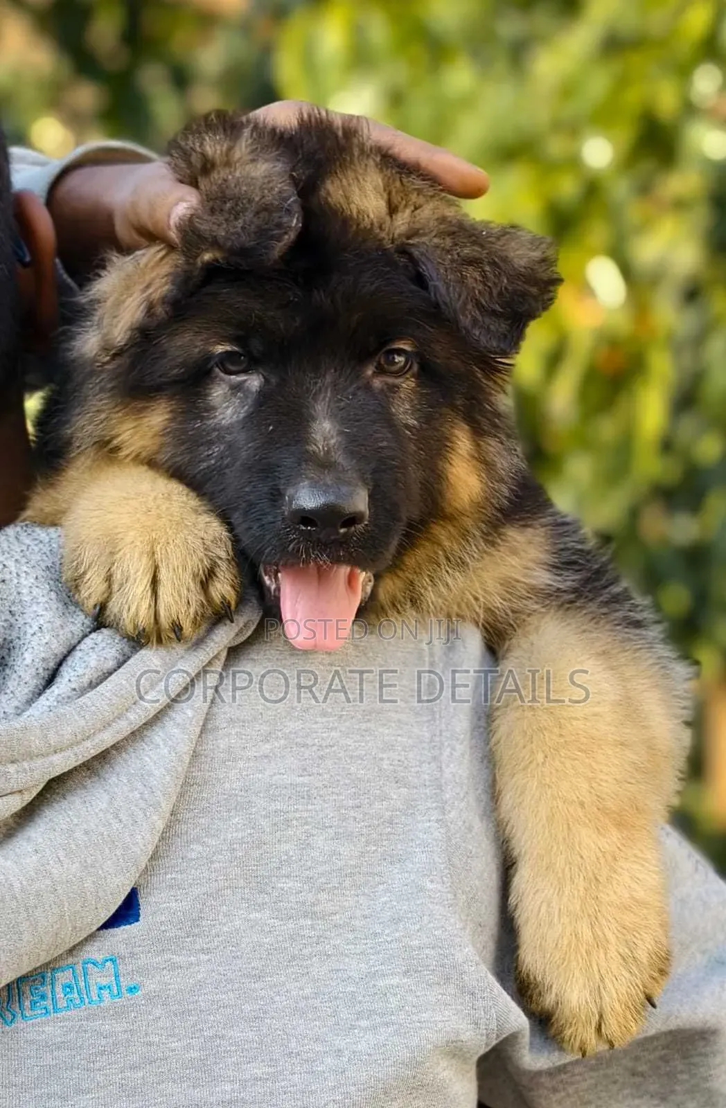 1-3 months Male Purebred German Shepherd