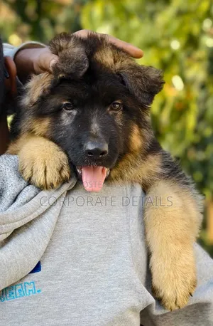 1-3 months Male Purebred German Shepherd