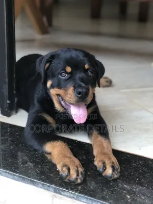 1+ year Male Purebred Rottweiler