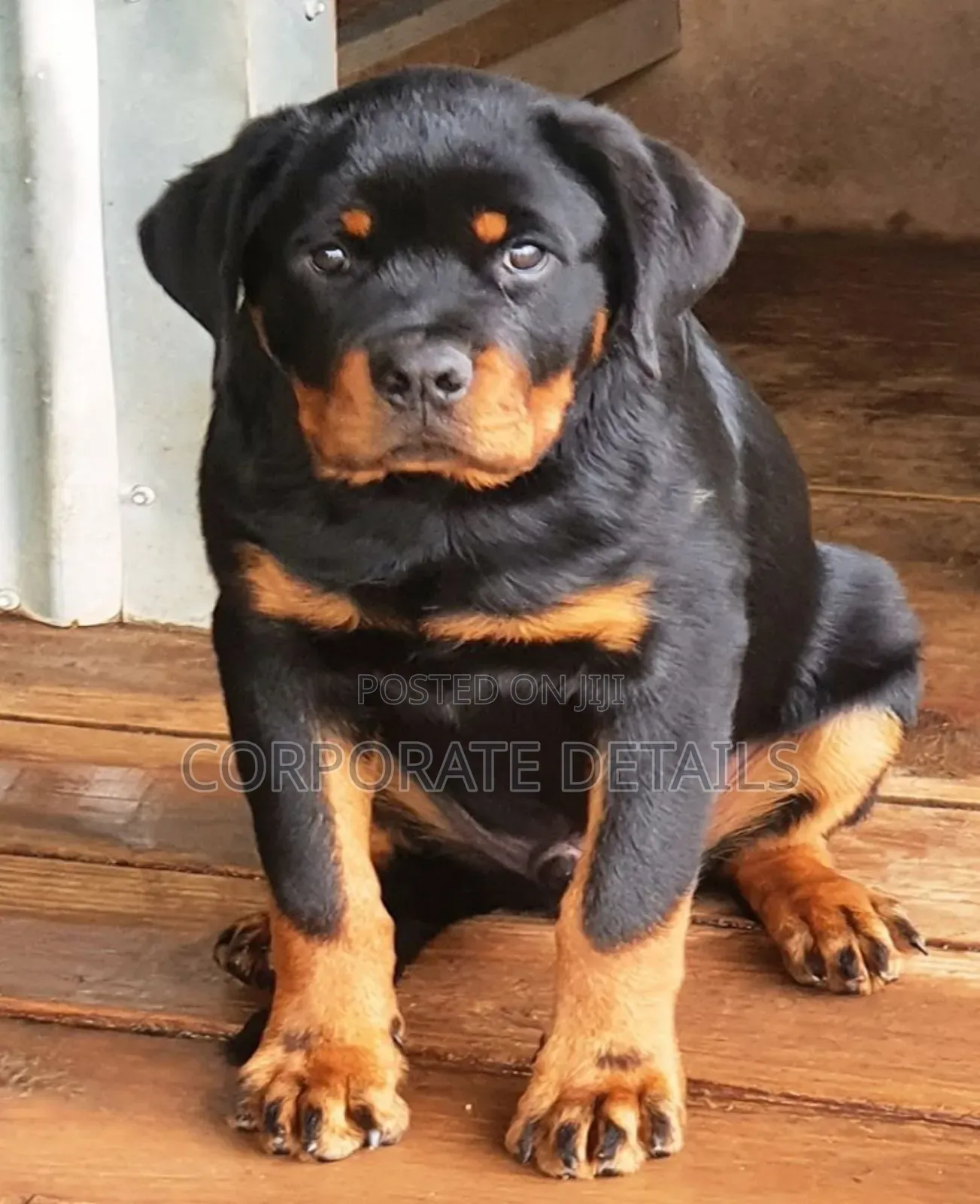 1-3 months Male Purebred Rottweiler