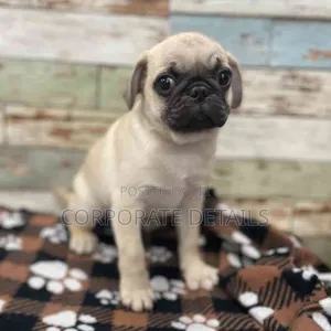 1-3 months Female Purebred Pug