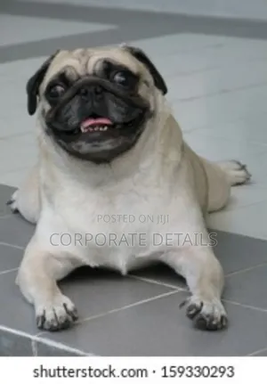 3-6 months Male Purebred Pug
