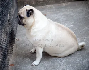 3-6 months Male Purebred Pug