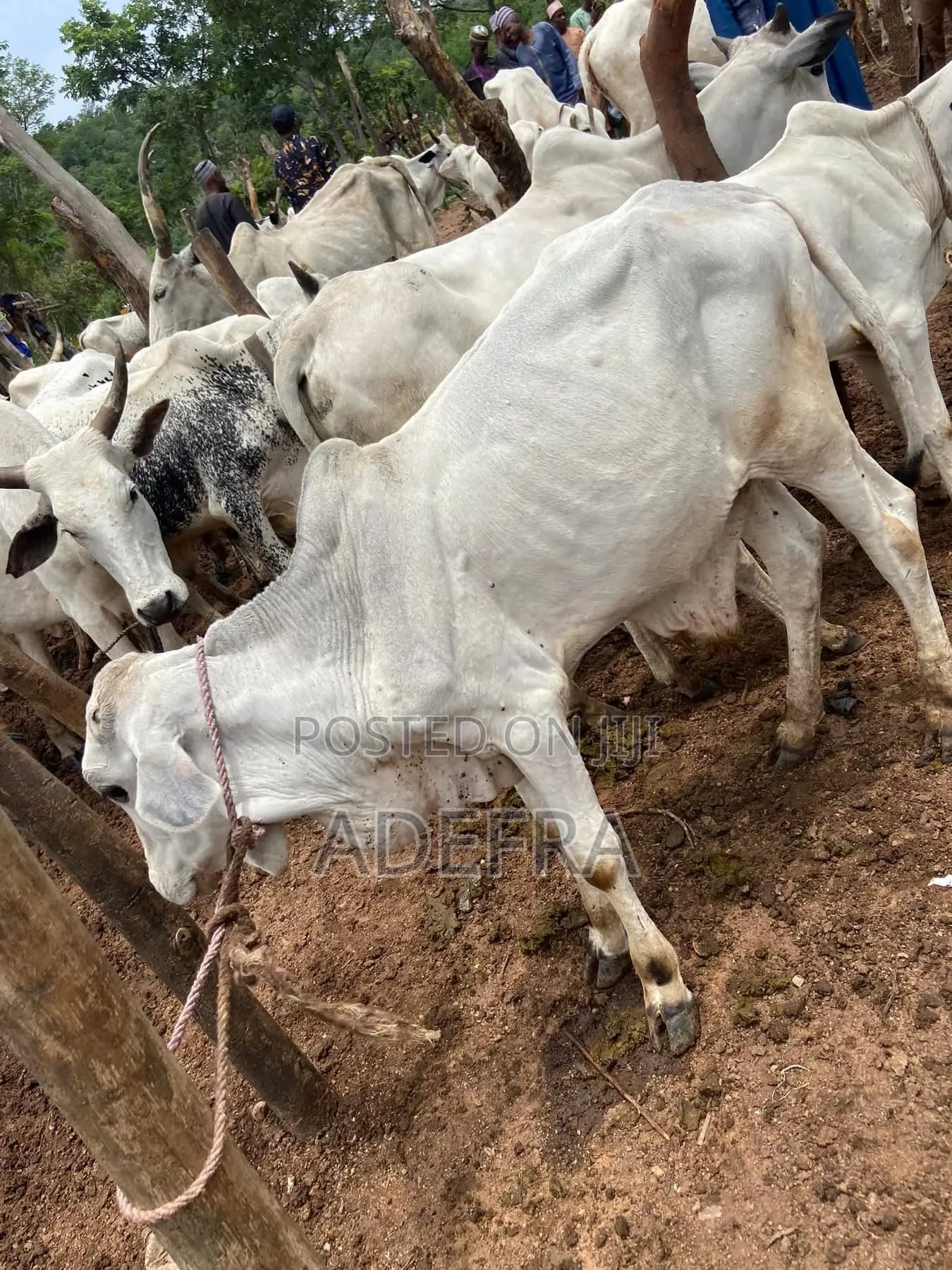 Healthy and Strong Cows Available at Cool Prices