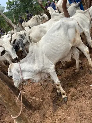 Healthy and Strong Cows Available at Cool Prices