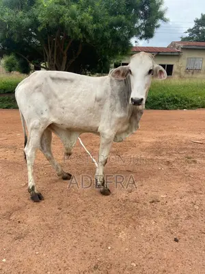 Healthy and Strong Cows Available at Cool Prices