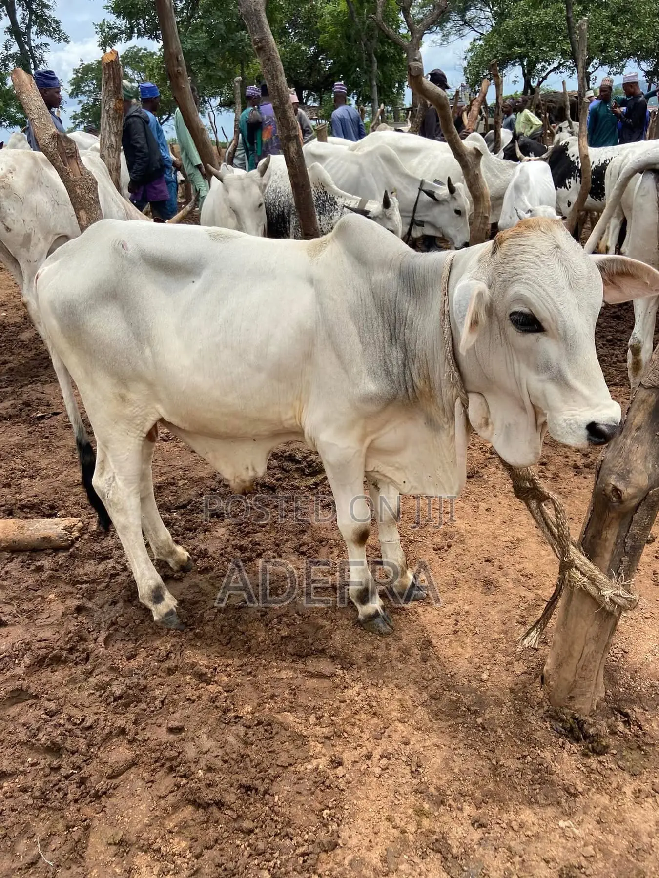 Healthy and Strong Cows Available at Cool Prices