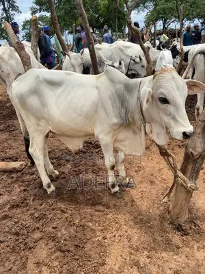 Healthy and Strong Cows Available at Cool Prices