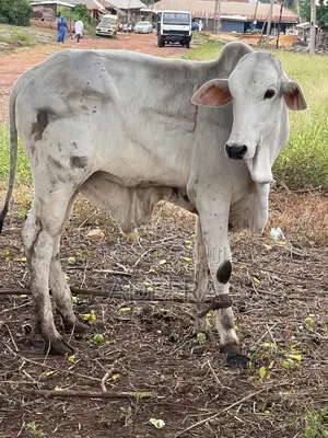 Healthy and Strong Cows Available at Cool Prices