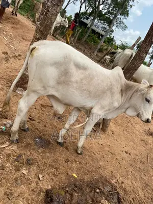 Healthy and Strong Cows Available at Cool Prices