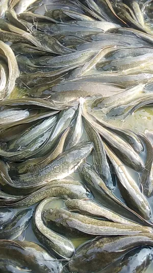 Live Catfish, Smoke Catfish