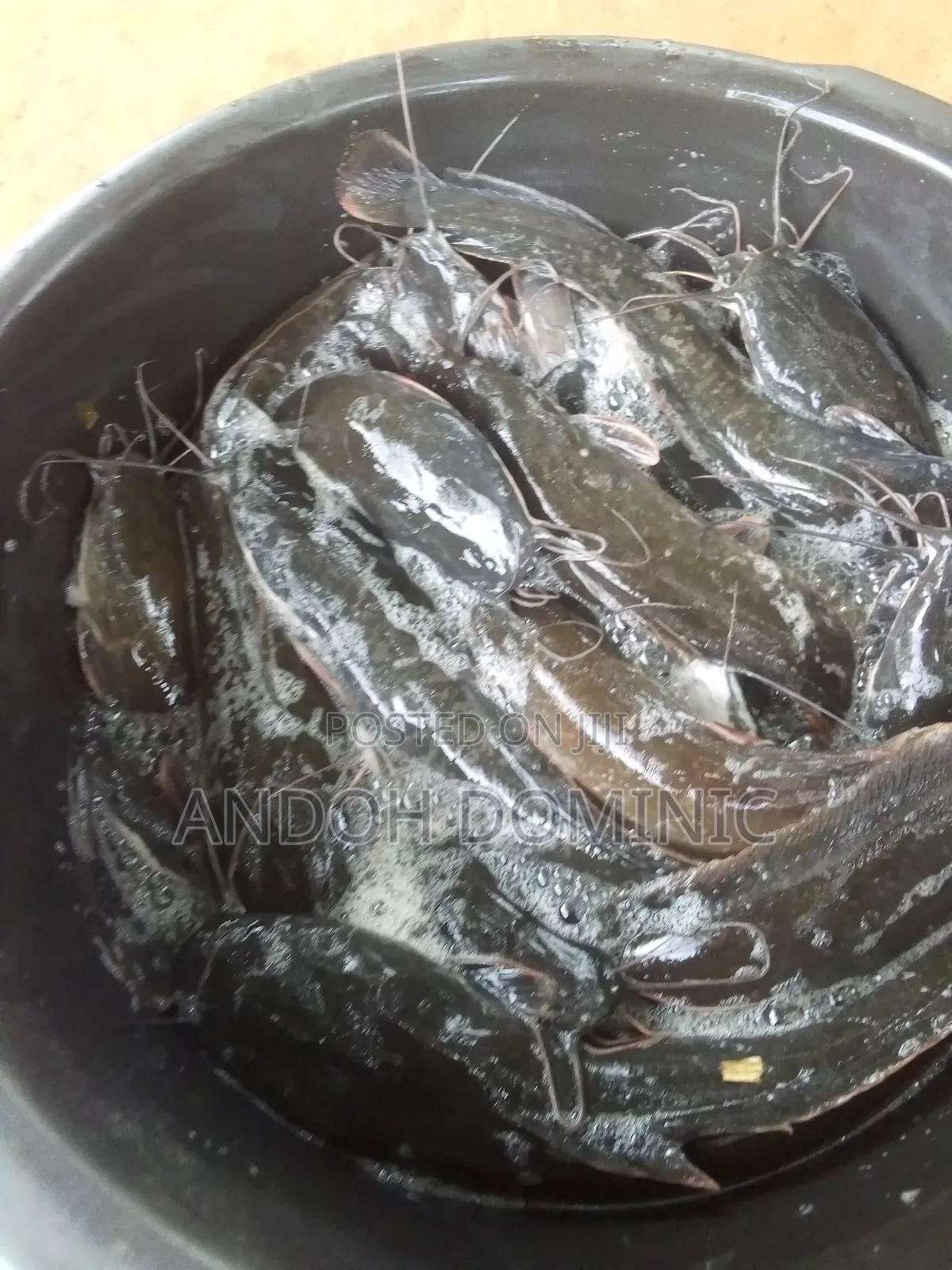 Live Catfish, Smoke Catfish
