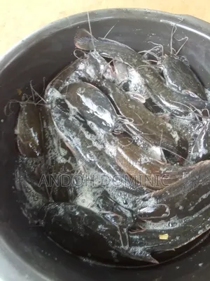 Live Catfish, Smoke Catfish