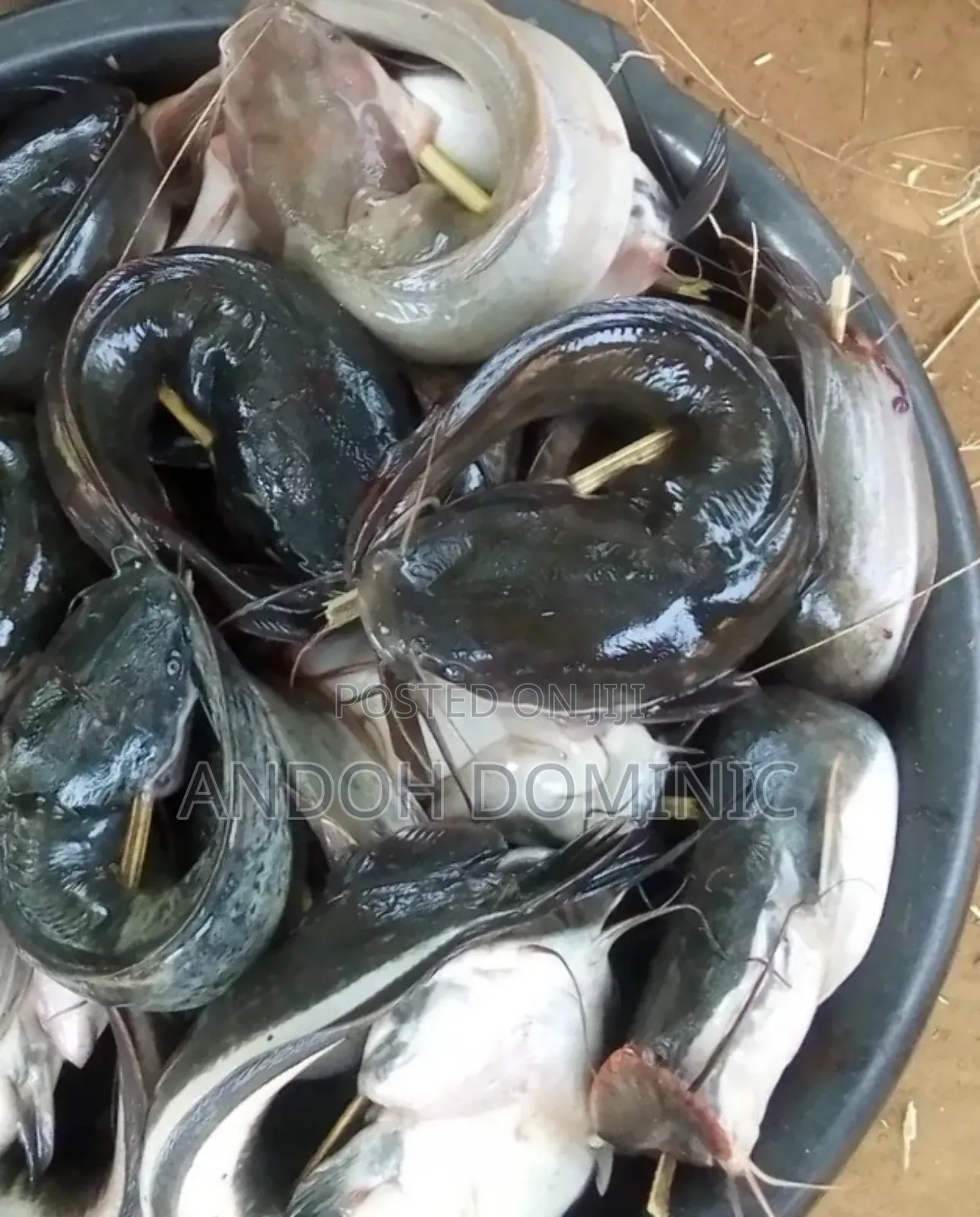 Live Catfish, Smoke Catfish