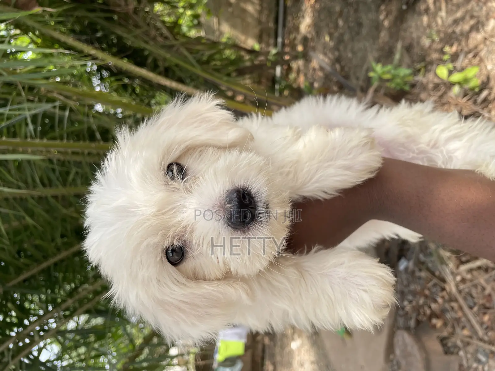 1-3 months Male Purebred Poodle