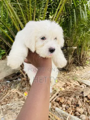 1-3 months Male Purebred Poodle