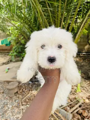 1-3 months Male Purebred Poodle