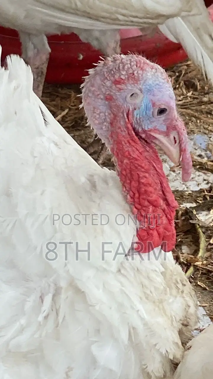 Foreign Male BBW | BBB Turkeys