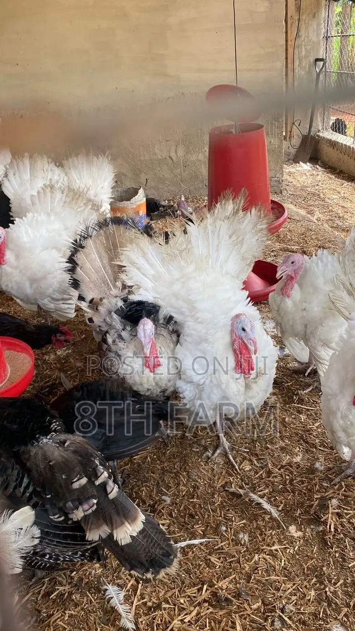 Foreign Male BBW | BBB Turkeys
