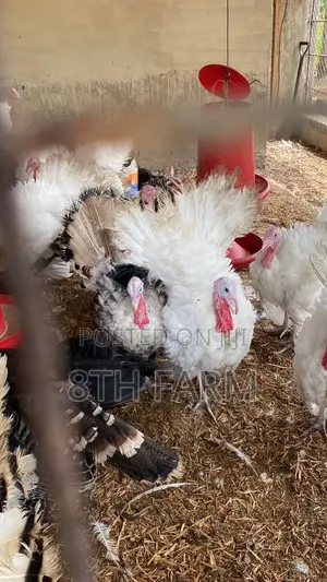Foreign Male BBW | BBB Turkeys