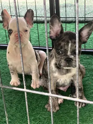 1-3 months Male Purebred French Bulldog