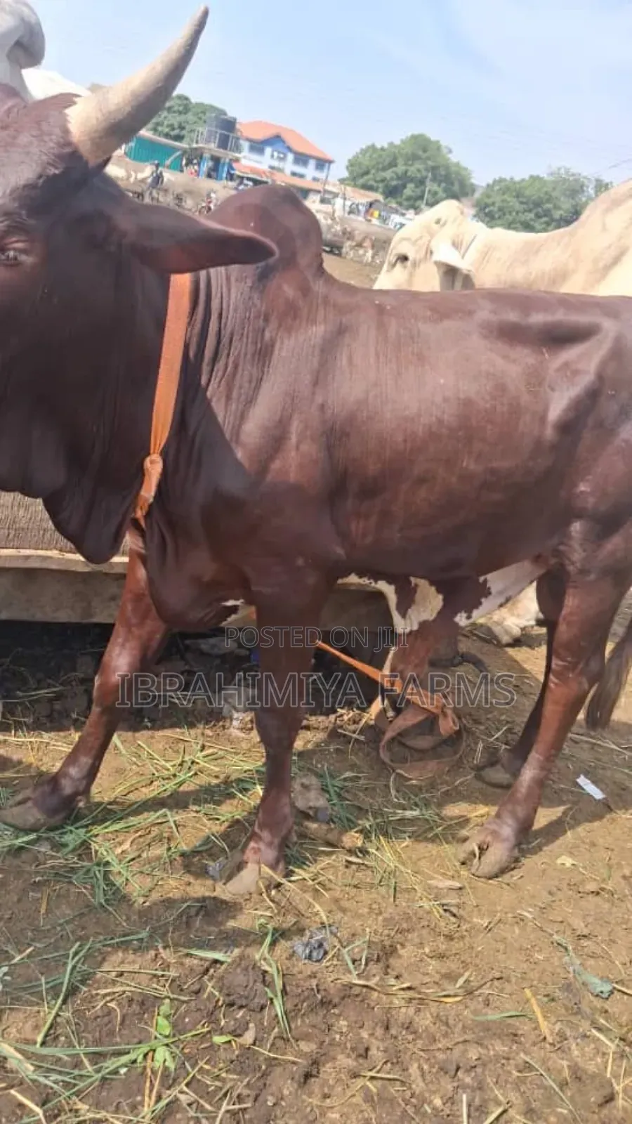 Cows Available