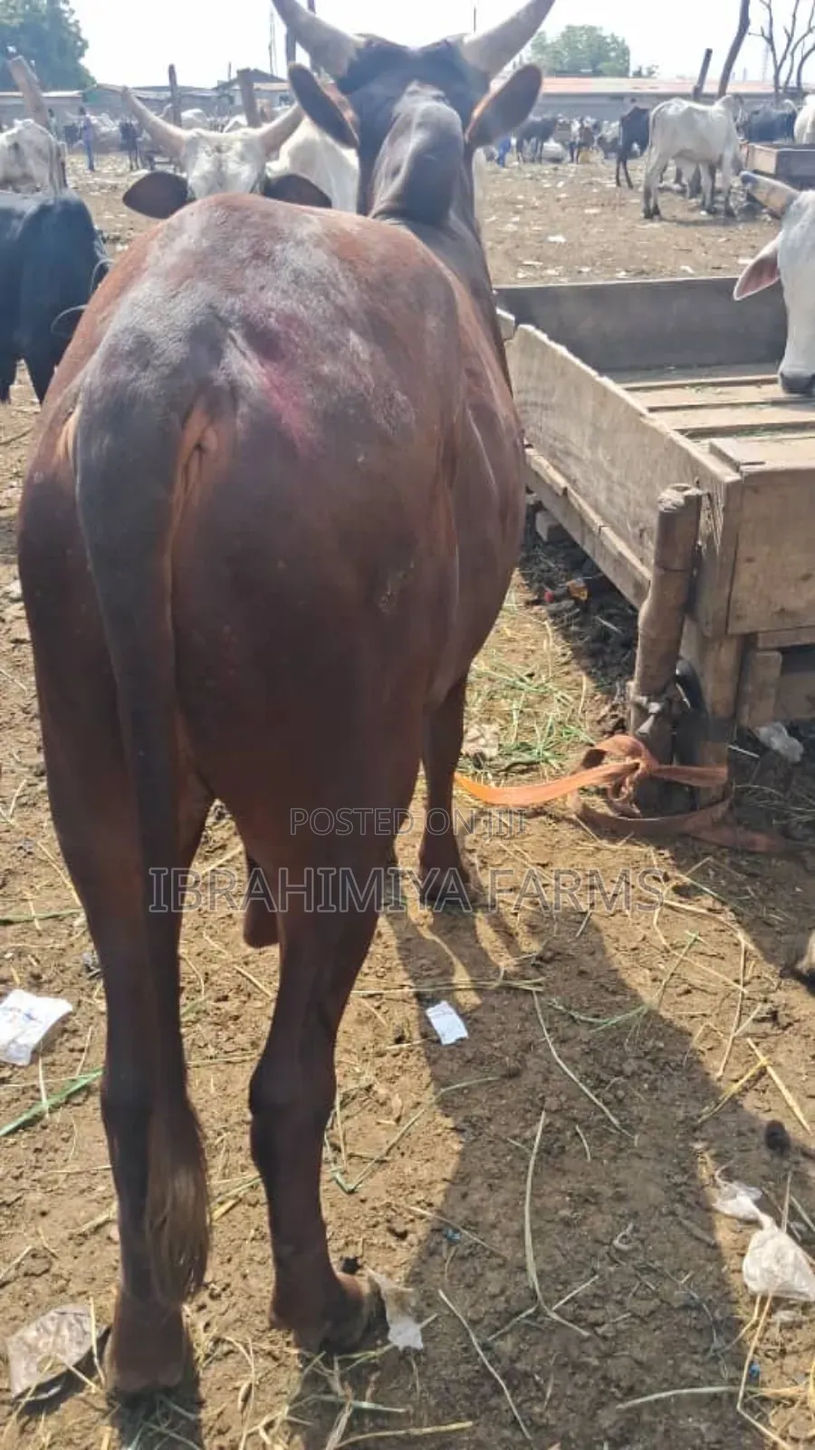 Cows Available