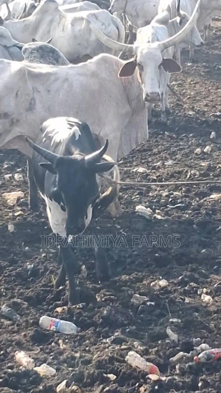 Cows Available