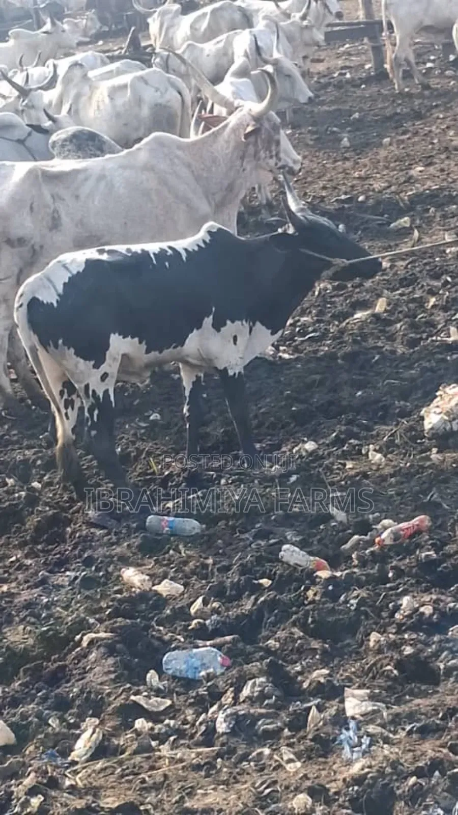 Cows Available