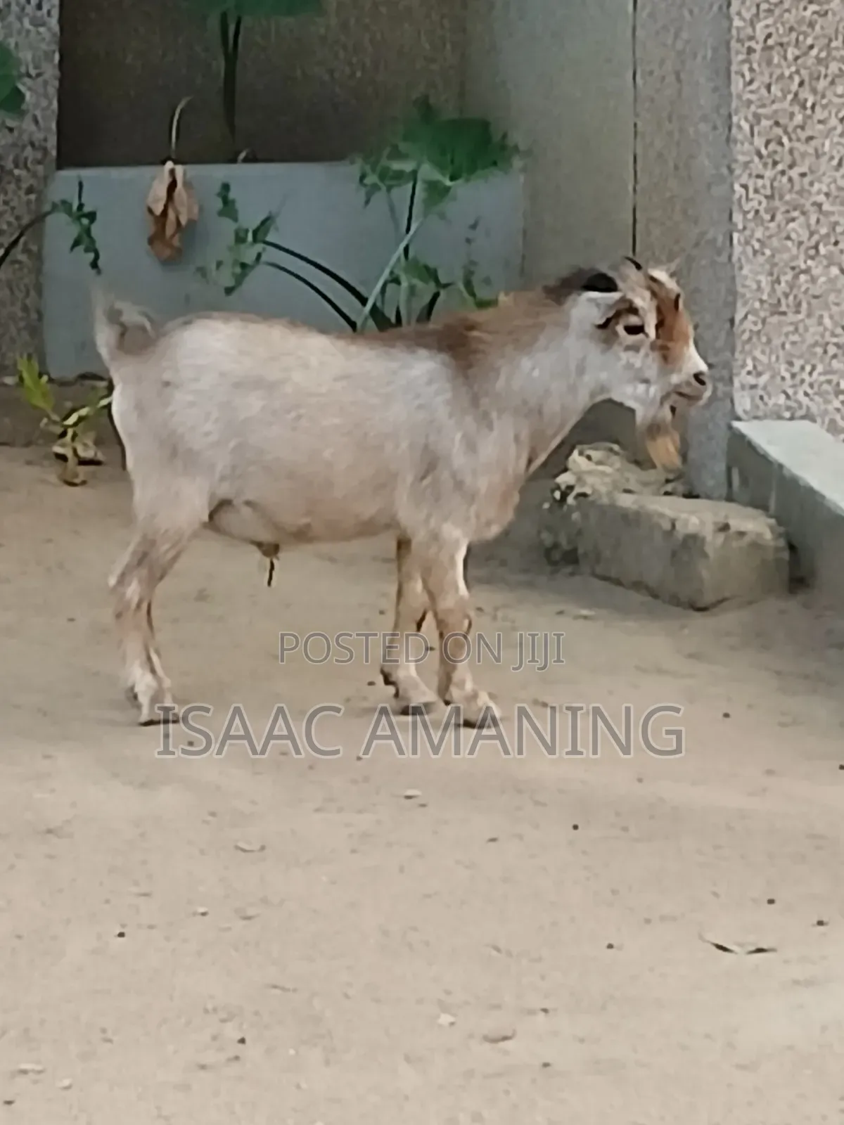 Ib Farms Animals