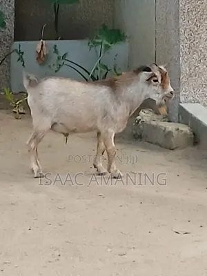 Ib Farms Animals