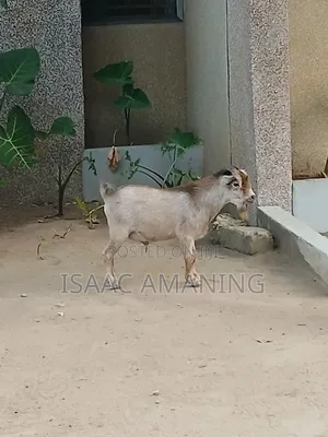 Ib Farms Animals