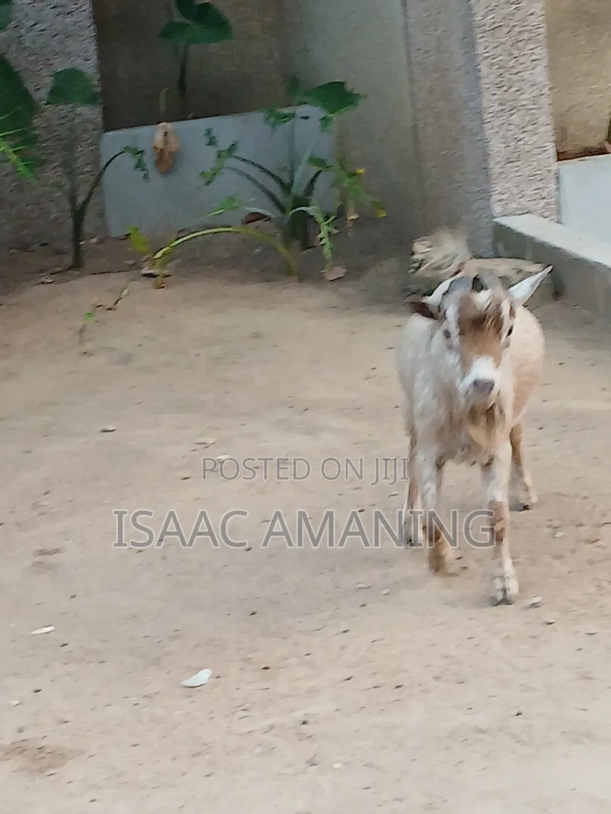 Ib Farms Animals
