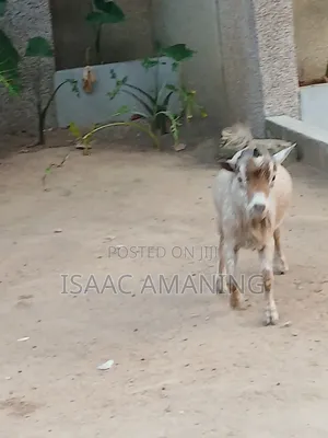 Ib Farms Animals