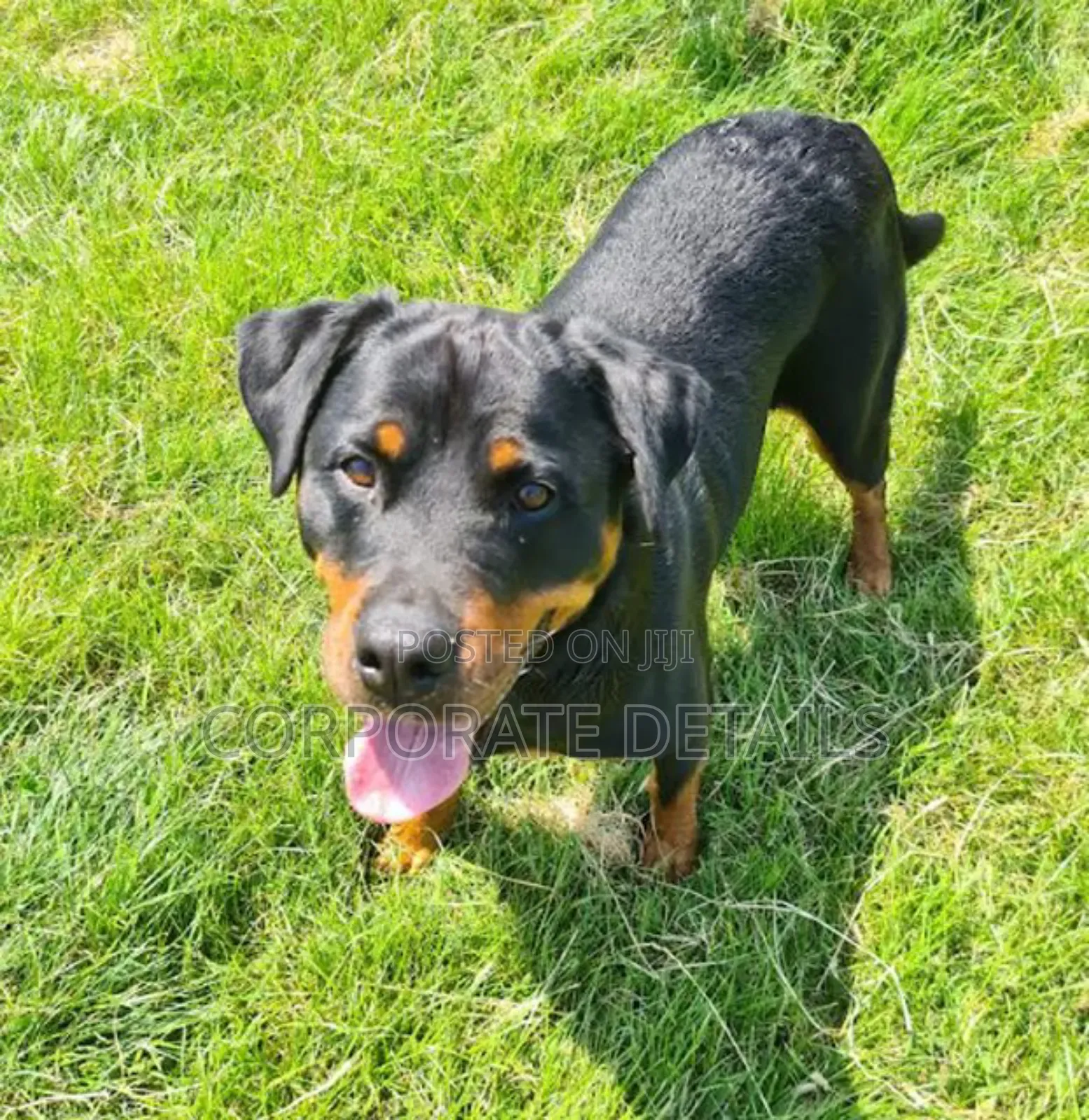 3-6 months Male Purebred Rottweiler