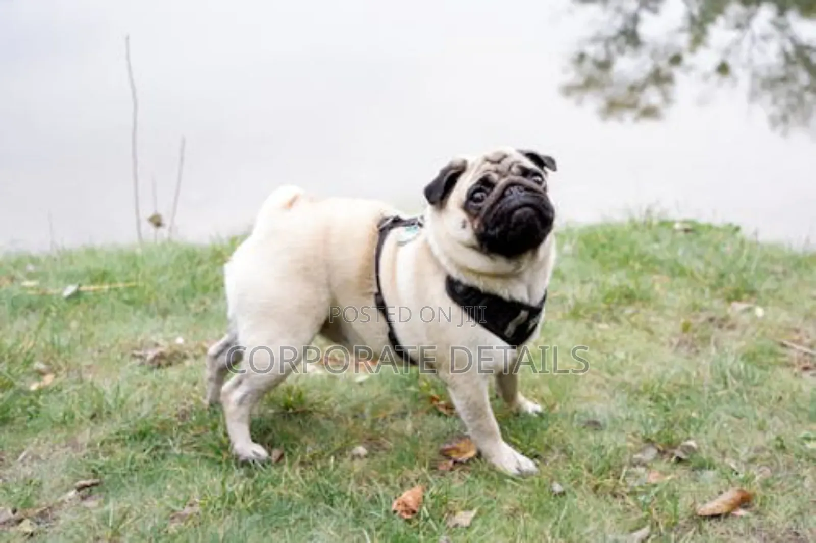 1-3 months Female Purebred Pug