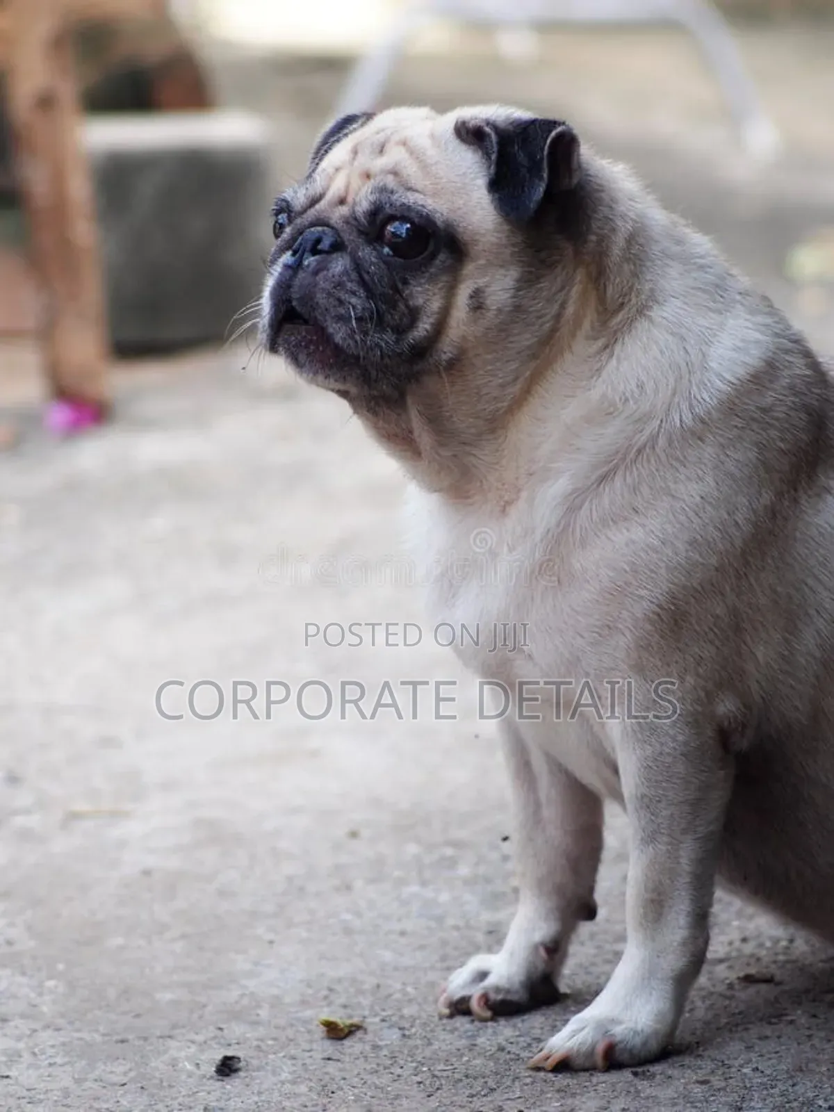 1-3 months Female Purebred Pug
