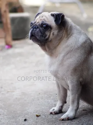 1-3 months Female Purebred Pug