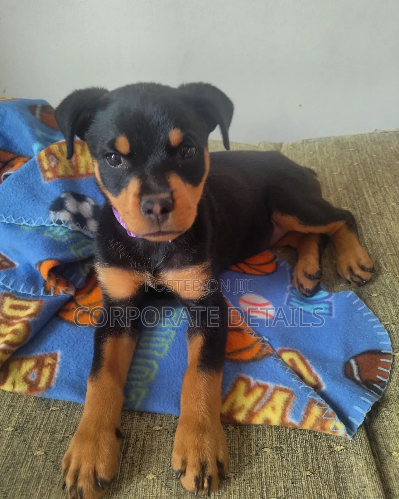 3-6 months Male Purebred Rottweiler