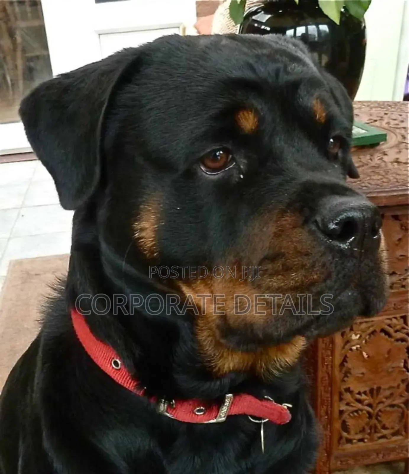 1+ year Female Purebred Rottweiler
