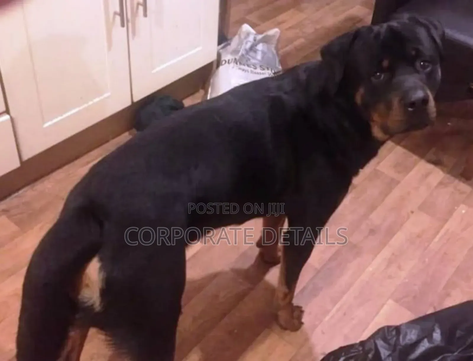 1+ year Female Purebred Rottweiler
