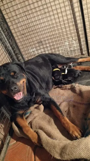 1+ year Male Purebred Rottweiler