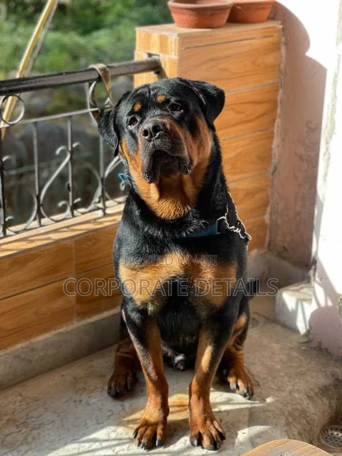 1+ year Male Purebred Rottweiler