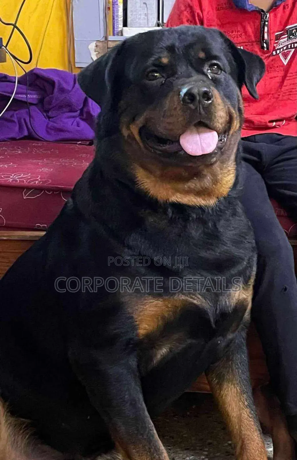 1+ year Male Purebred Rottweiler