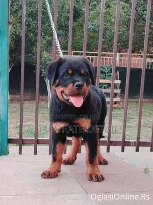1+ year Male Purebred Rottweiler